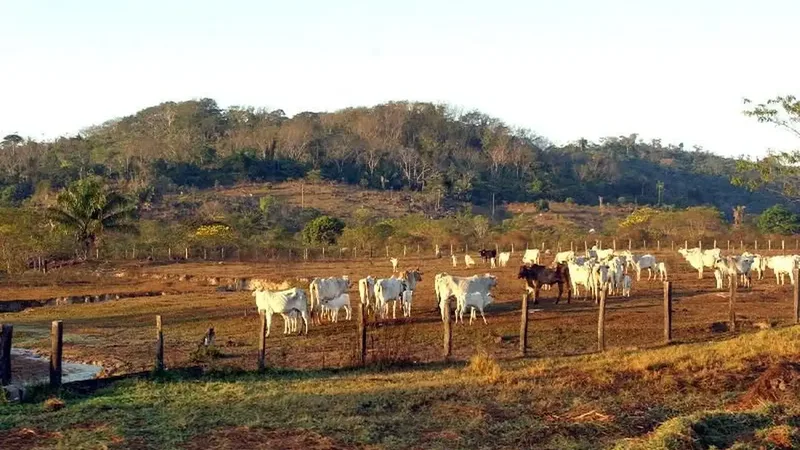 animais, pasto, gado