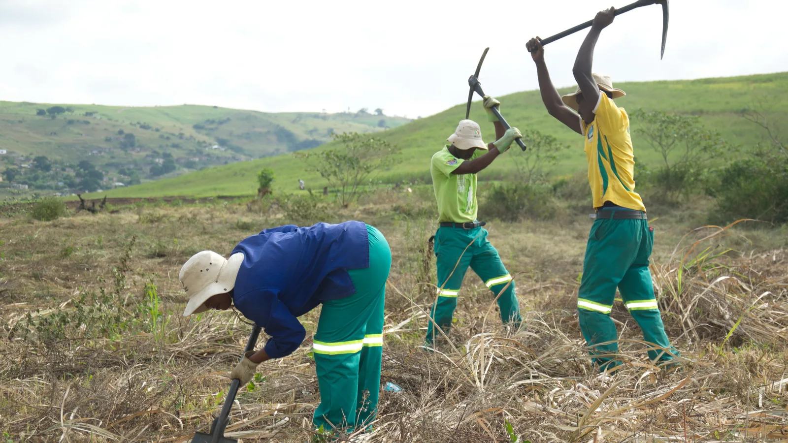 Área de floresta em regeneração
