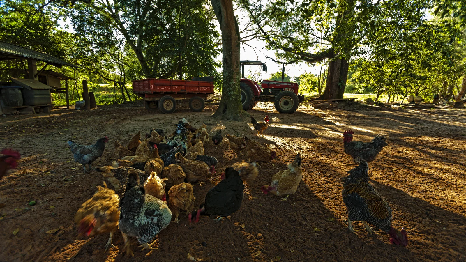 Galinhas em granja