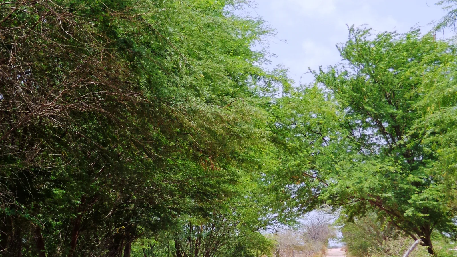 Paisagem de seca no Sertão sergipano