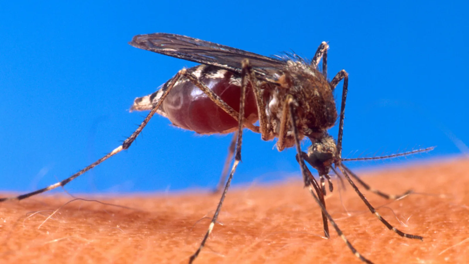Mosquito Aedes aegypti